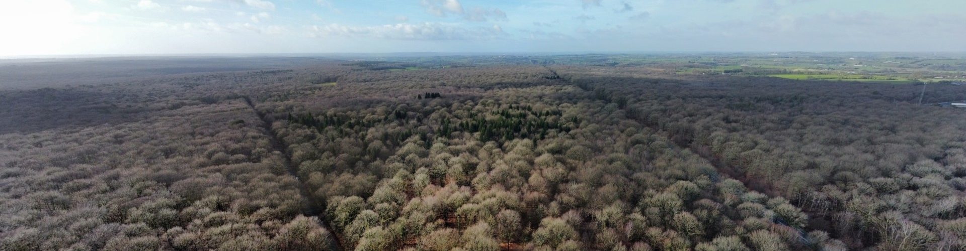 Forêt de Mayenne2